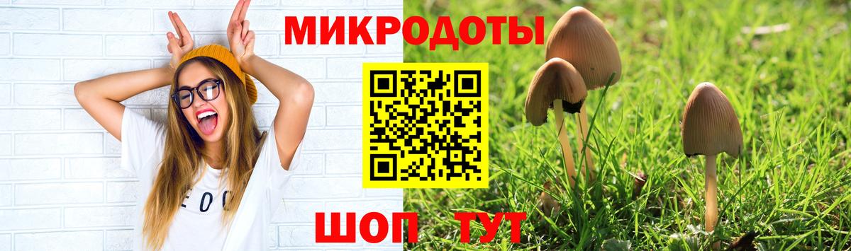 Псилоцибиновые грибы Psilocybe Новошахтинск