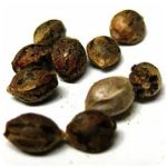 Семена марихуаны АК-47  (Seeds AK-47) в Новошахтинске